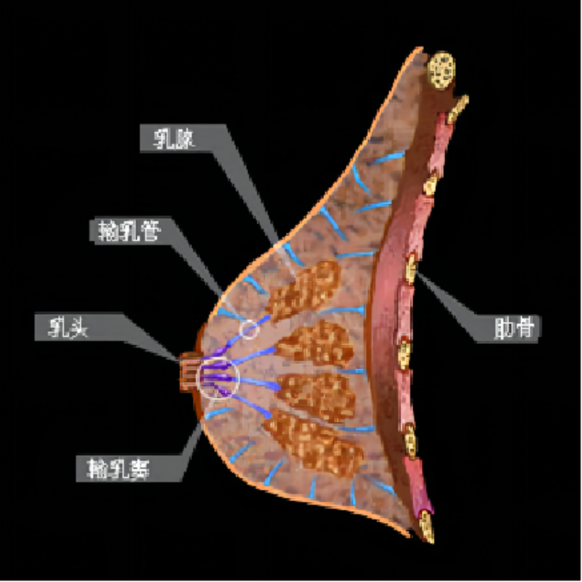 【Liposcope】What is a ductoscope? And some basic applications of ductoscopy.